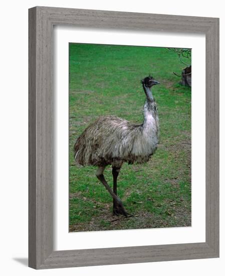 Emu Portrait, Australia-Charles Sleicher-Framed Photographic Print