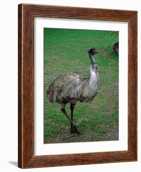 Emu Portrait, Australia-Charles Sleicher-Framed Photographic Print