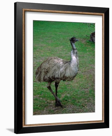 Emu Portrait, Australia-Charles Sleicher-Framed Photographic Print