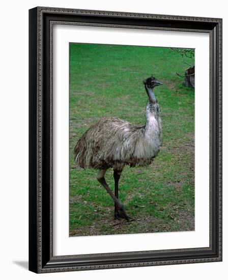 Emu Portrait, Australia-Charles Sleicher-Framed Photographic Print