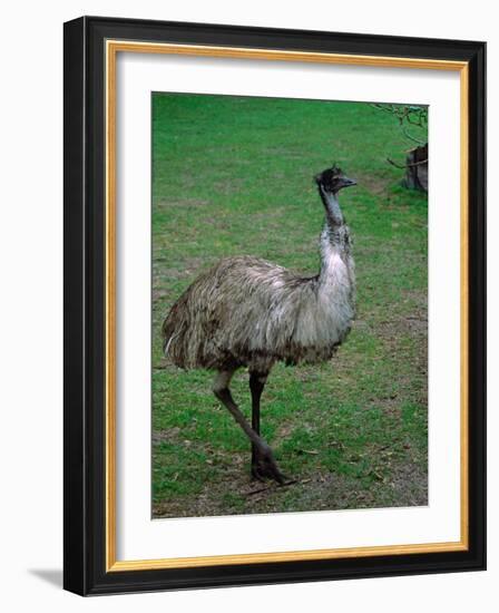 Emu Portrait, Australia-Charles Sleicher-Framed Photographic Print