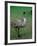 Emu Portrait, Australia-Charles Sleicher-Framed Photographic Print