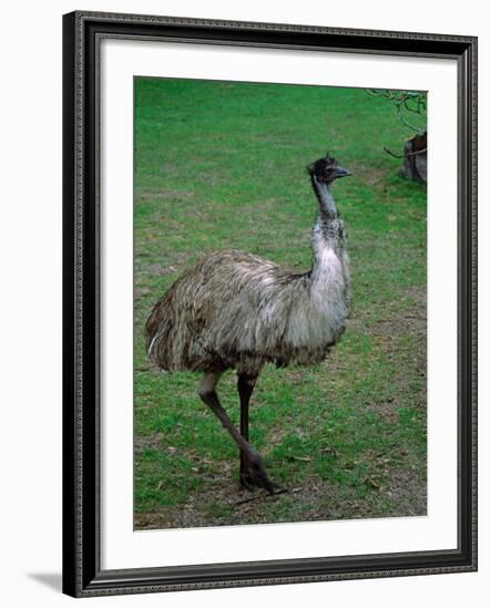 Emu Portrait, Australia-Charles Sleicher-Framed Photographic Print