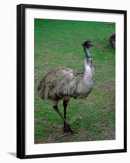 Emu Portrait, Australia-Charles Sleicher-Framed Photographic Print