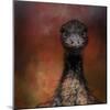 Emu Stare-Jai Johnson-Mounted Giclee Print