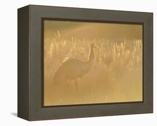 Emu, Wilsons Promontory National Park, Victoria, Australia, Pacific-Jochen Schlenker-Framed Premier Image Canvas