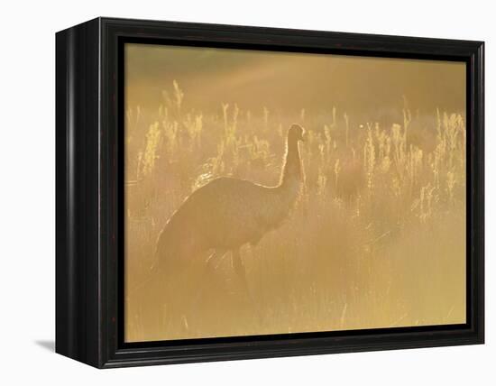 Emu, Wilsons Promontory National Park, Victoria, Australia, Pacific-Jochen Schlenker-Framed Premier Image Canvas