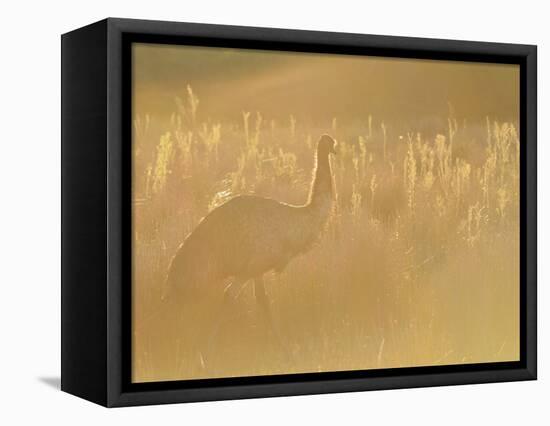 Emu, Wilsons Promontory National Park, Victoria, Australia, Pacific-Jochen Schlenker-Framed Premier Image Canvas