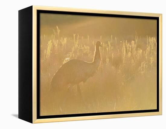 Emu, Wilsons Promontory National Park, Victoria, Australia, Pacific-Jochen Schlenker-Framed Premier Image Canvas