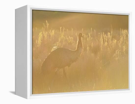 Emu, Wilsons Promontory National Park, Victoria, Australia, Pacific-Jochen Schlenker-Framed Premier Image Canvas