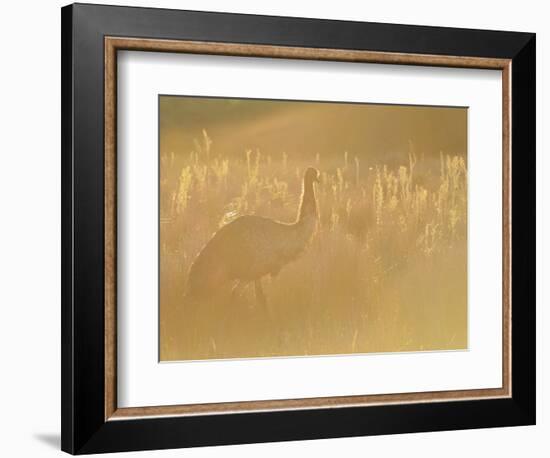 Emu, Wilsons Promontory National Park, Victoria, Australia, Pacific-Jochen Schlenker-Framed Photographic Print