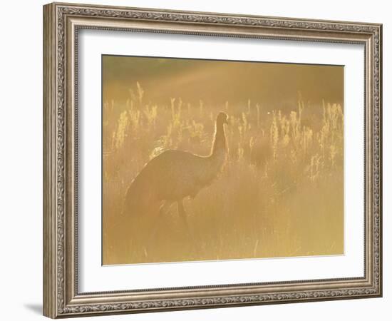 Emu, Wilsons Promontory National Park, Victoria, Australia, Pacific-Jochen Schlenker-Framed Photographic Print