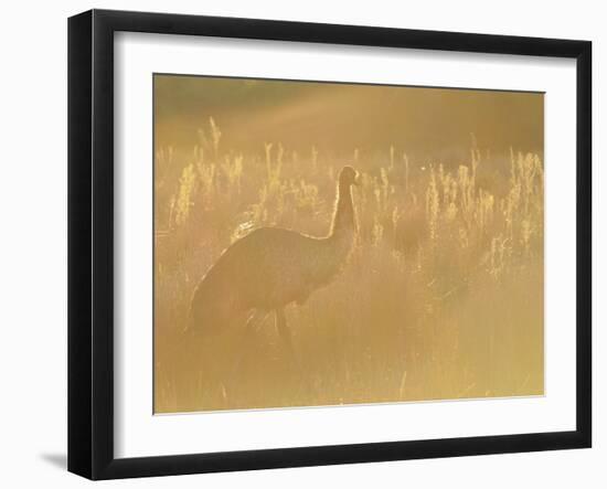 Emu, Wilsons Promontory National Park, Victoria, Australia, Pacific-Jochen Schlenker-Framed Photographic Print