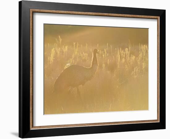 Emu, Wilsons Promontory National Park, Victoria, Australia, Pacific-Jochen Schlenker-Framed Photographic Print