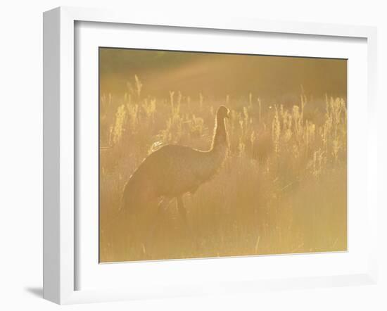 Emu, Wilsons Promontory National Park, Victoria, Australia, Pacific-Jochen Schlenker-Framed Photographic Print