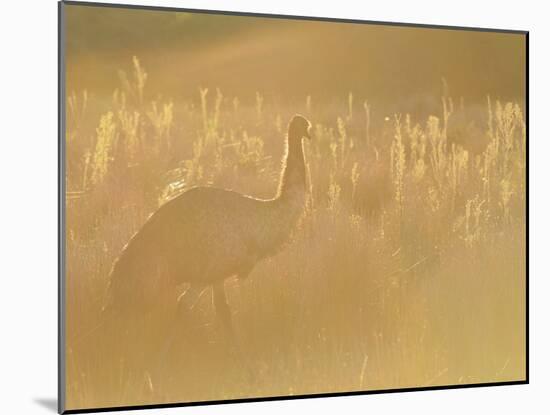 Emu, Wilsons Promontory National Park, Victoria, Australia, Pacific-Jochen Schlenker-Mounted Photographic Print