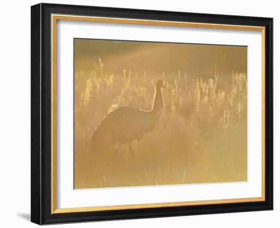 Emu, Wilsons Promontory National Park, Victoria, Australia, Pacific-Jochen Schlenker-Framed Photographic Print