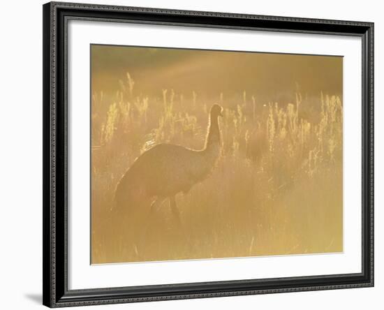 Emu, Wilsons Promontory National Park, Victoria, Australia, Pacific-Jochen Schlenker-Framed Photographic Print