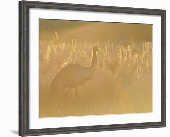 Emu, Wilsons Promontory National Park, Victoria, Australia, Pacific-Jochen Schlenker-Framed Photographic Print