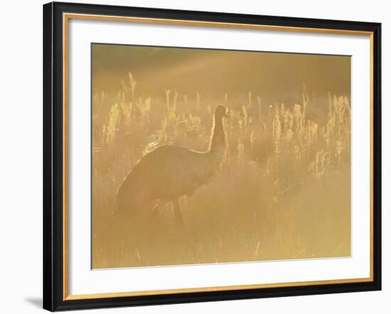 Emu, Wilsons Promontory National Park, Victoria, Australia, Pacific-Jochen Schlenker-Framed Photographic Print