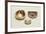 Enamelled Gold Tobacco and Smelling Salts Boxes-null-Framed Giclee Print