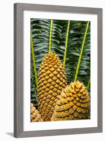 Encephelartos, Breadtree-Catharina Lux-Framed Photographic Print