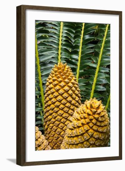 Encephelartos, Breadtree-Catharina Lux-Framed Photographic Print