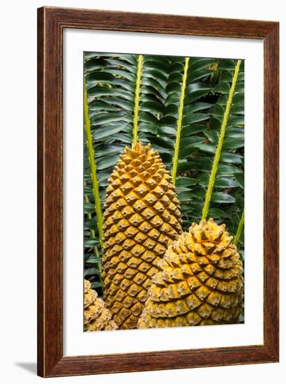 Encephelartos, Breadtree-Catharina Lux-Framed Photographic Print