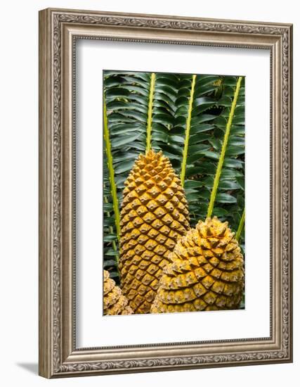 Encephelartos, Breadtree-Catharina Lux-Framed Photographic Print