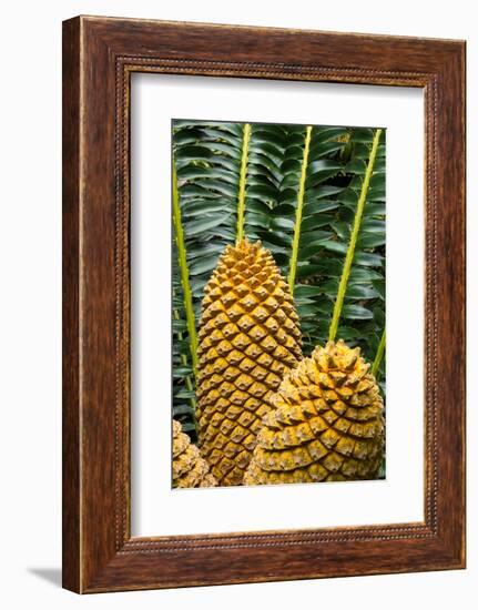 Encephelartos, Breadtree-Catharina Lux-Framed Photographic Print