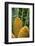 Encephelartos, Breadtree-Catharina Lux-Framed Photographic Print