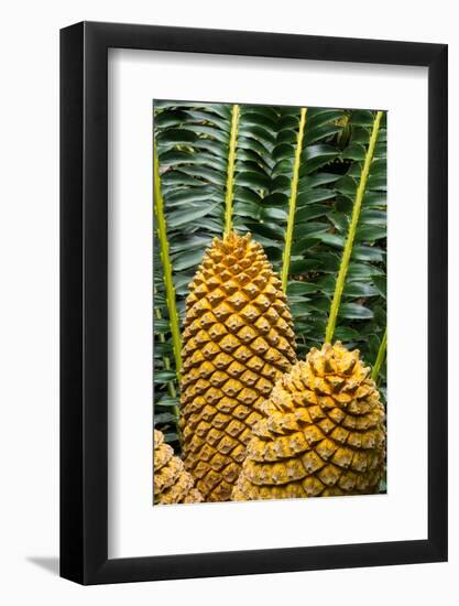 Encephelartos, Breadtree-Catharina Lux-Framed Photographic Print