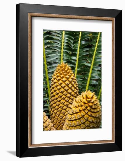 Encephelartos, Breadtree-Catharina Lux-Framed Photographic Print