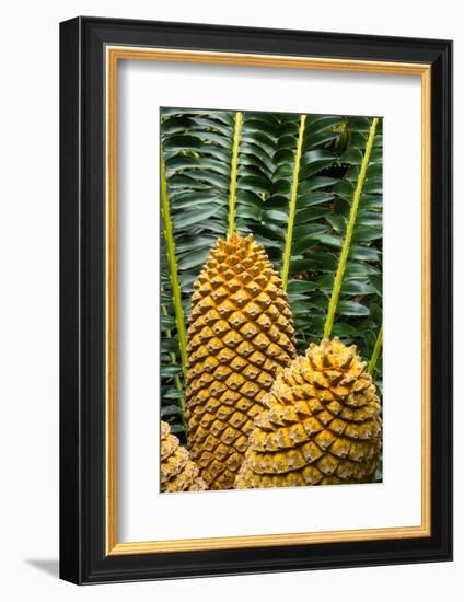 Encephelartos, Breadtree-Catharina Lux-Framed Photographic Print