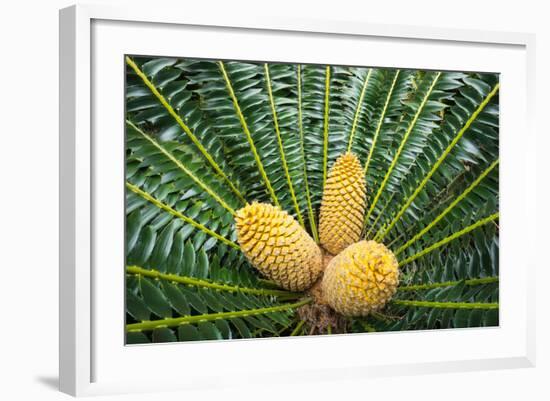 Encephelartos, Breadtree-Catharina Lux-Framed Photographic Print