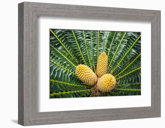 Encephelartos, Breadtree-Catharina Lux-Framed Photographic Print