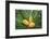 Encephelartos, Breadtree-Catharina Lux-Framed Photographic Print