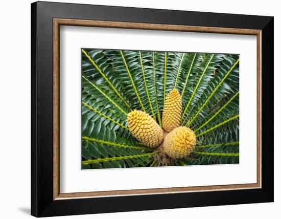 Encephelartos, Breadtree-Catharina Lux-Framed Photographic Print