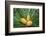 Encephelartos, Breadtree-Catharina Lux-Framed Photographic Print