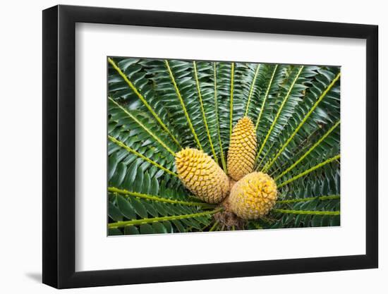 Encephelartos, Breadtree-Catharina Lux-Framed Photographic Print