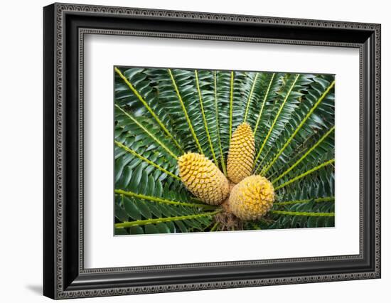 Encephelartos, Breadtree-Catharina Lux-Framed Photographic Print