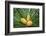 Encephelartos, Breadtree-Catharina Lux-Framed Photographic Print