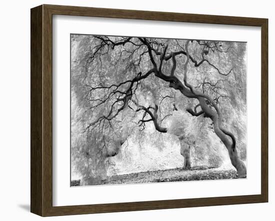 Enchanted Forest-null-Framed Art Print