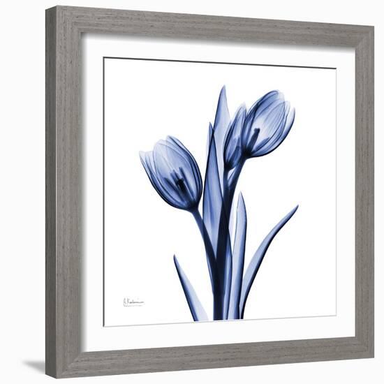 Enchanted Indigo Tulips-Albert Koetsier-Framed Art Print