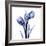 Enchanted Indigo Tulips-Albert Koetsier-Framed Art Print