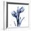 Enchanted Indigo Tulips-Albert Koetsier-Framed Art Print