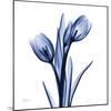 Enchanted Indigo Tulips-Albert Koetsier-Mounted Art Print