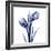 Enchanted Indigo Tulips-Albert Koetsier-Framed Art Print