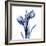 Enchanted Indigo Tulips-Albert Koetsier-Framed Art Print