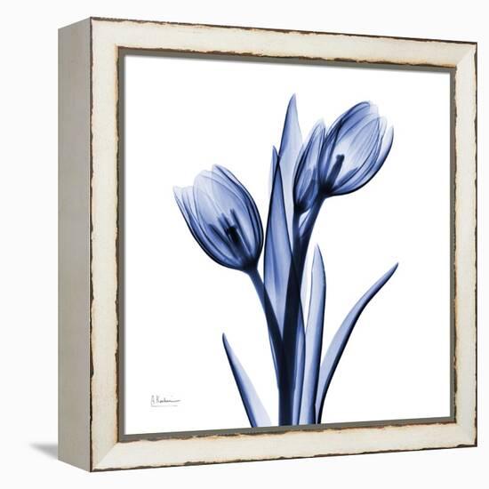 Enchanted Indigo Tulips-Albert Koetsier-Framed Stretched Canvas